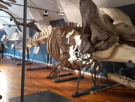 Daire Sjarmerende I Hjerte Av By Tønsberg